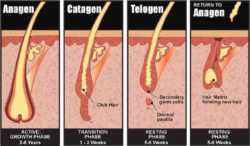 How long does it take to regrow hair after hair loss