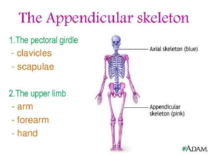 How many bones make up the appendicular skeleton