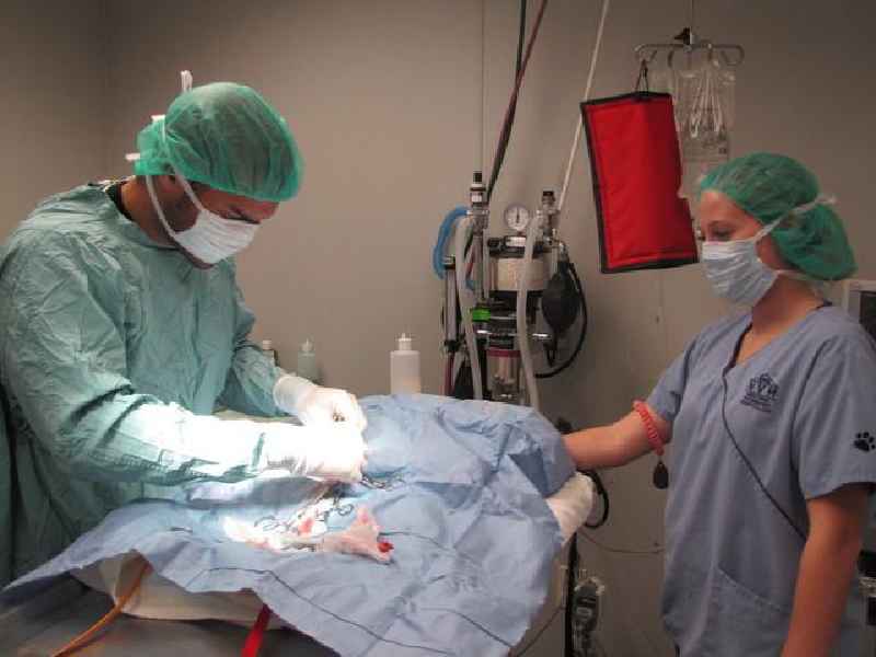 How many surgical procedures are performed each year in the US