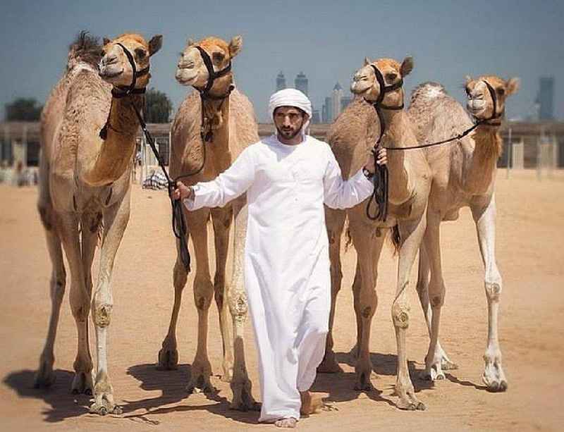How much does a racing camel cost in Dubai