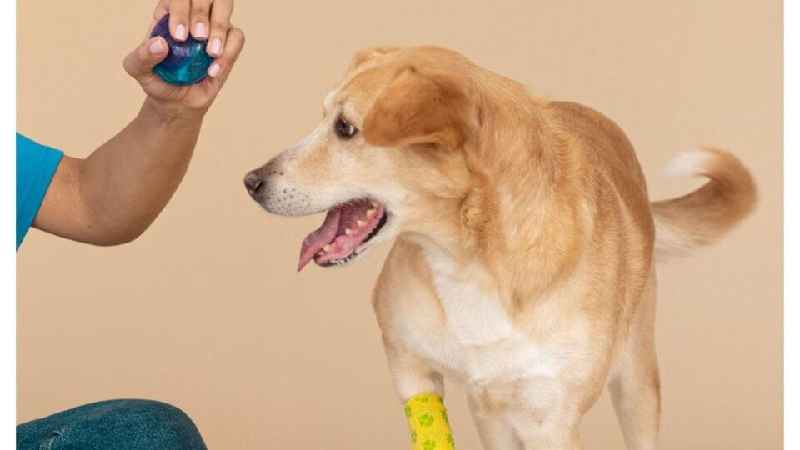 How much does it cost to fix a dog's broken nail