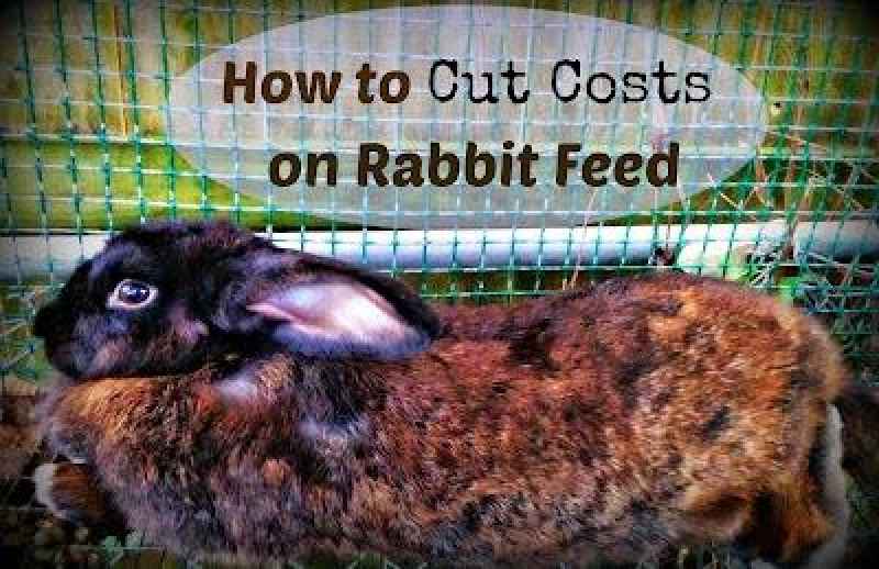 How much does it cost to get rabbits nails cut