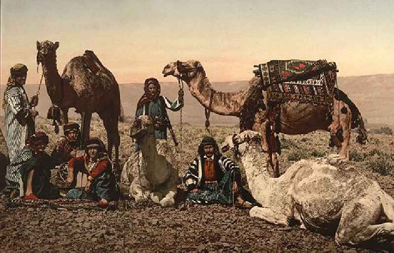 How much is a camel worth in Egypt