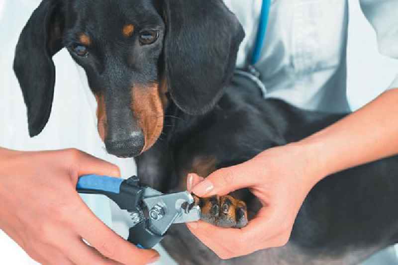 How often should you replace dog nail clippers