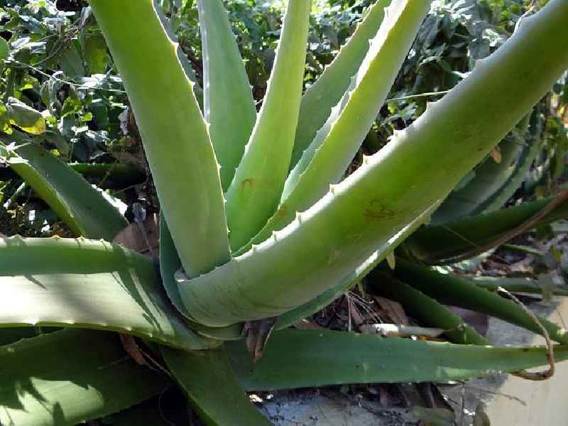 Is Aloe Vera good for dry skin