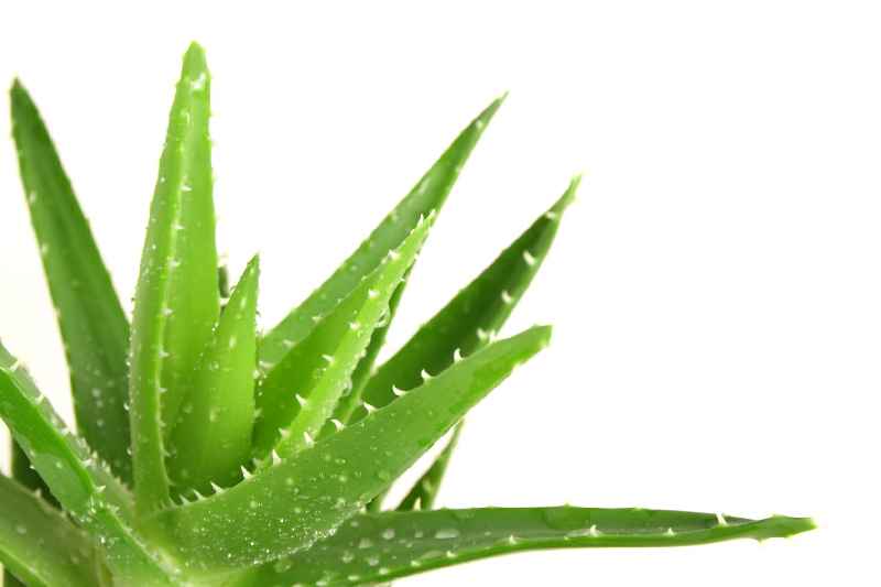 Is Aloe Vera good for oily skin