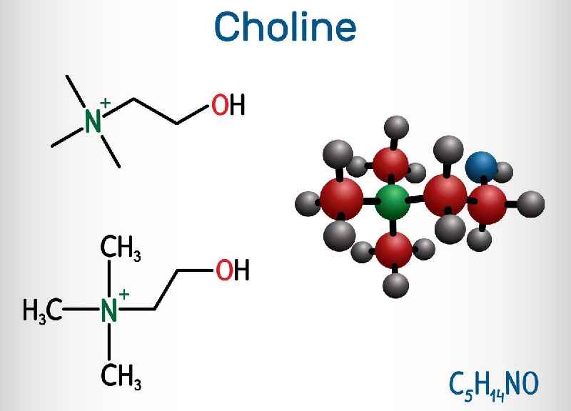 Is choline a nitrogenous base