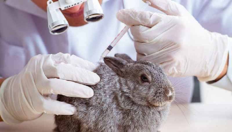 Is cosmetic animal testing accurate