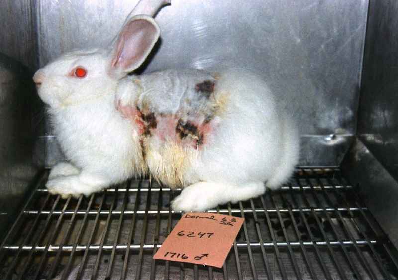 Is cosmetic testing on animals necessary