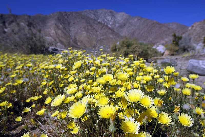 Is Desert Wildflower discontinued