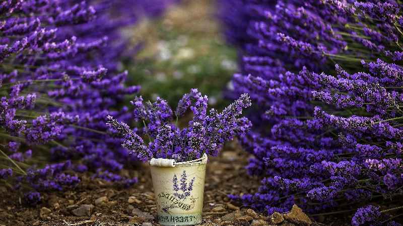 Is lavender a spring scent