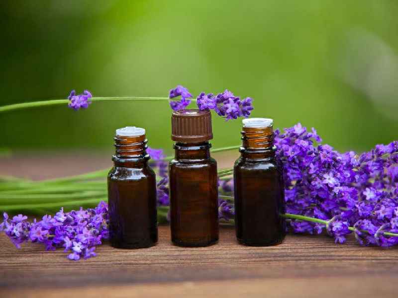 Is lavender oil a fragrance