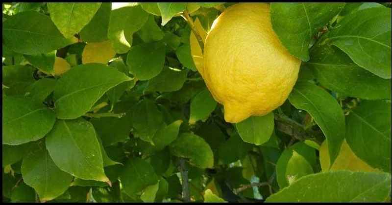 Is lemon good for the skin