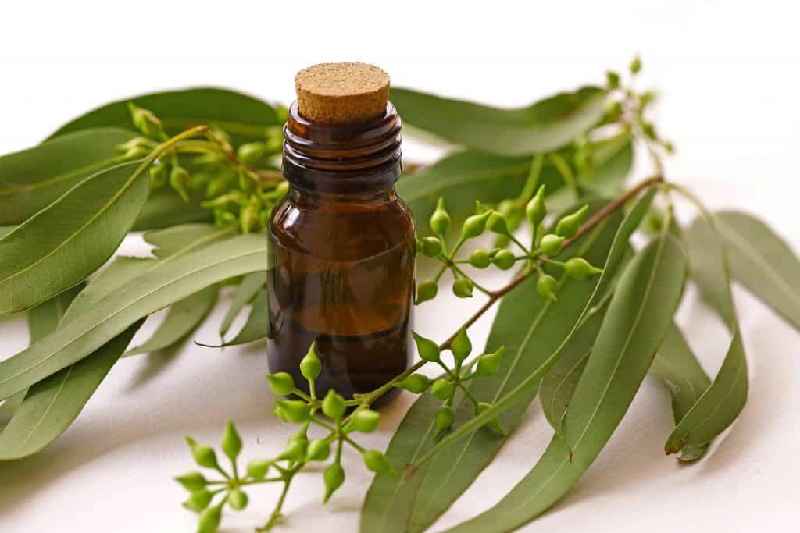 Is tea tree oil Good for onycholysis