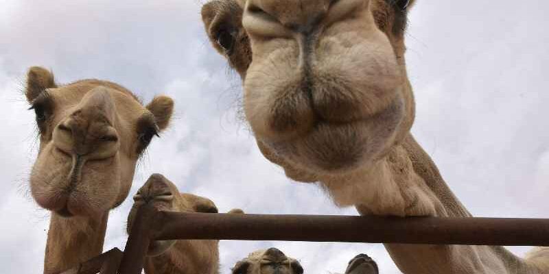 Is there a camel beauty contest in Saudi Arabia