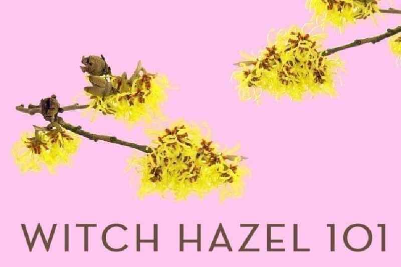 Is witch hazel good for puffy eyes