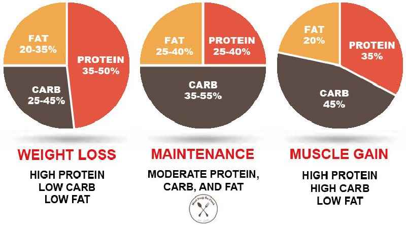 Should I eat more protein or fat to lose weight