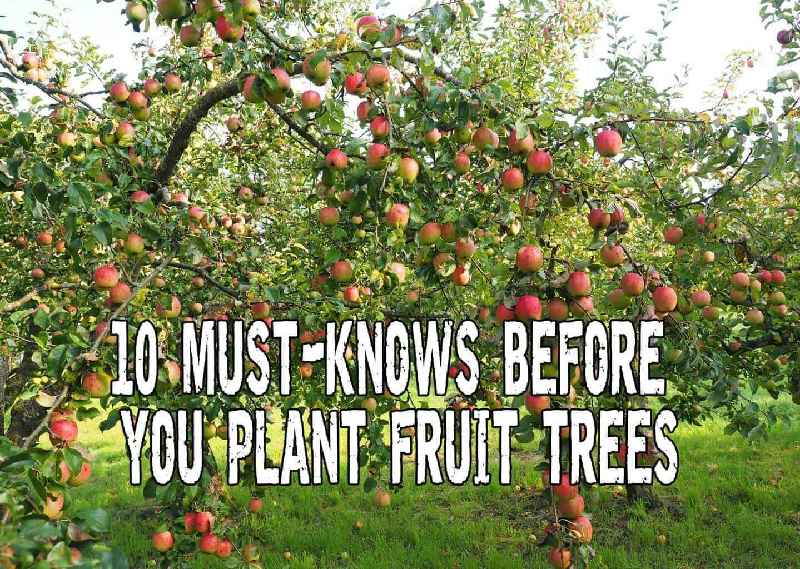 Should you prune fruit trees after planting