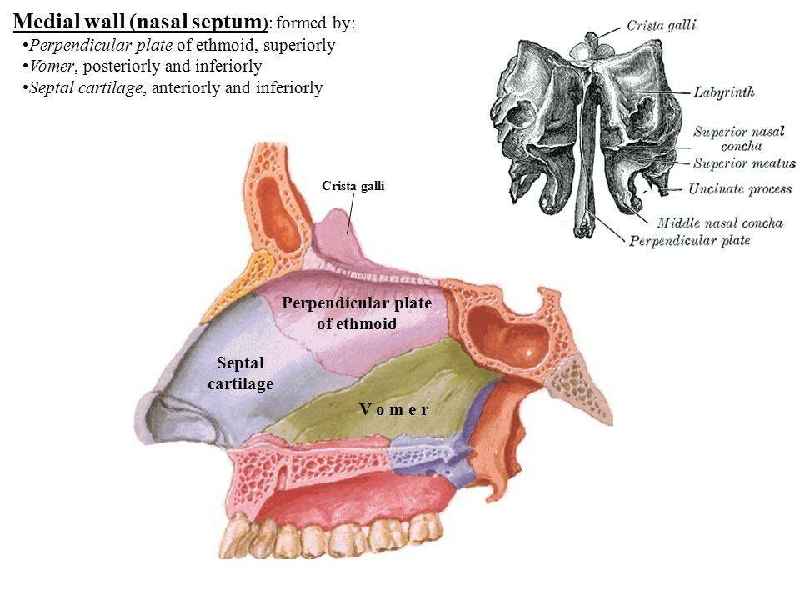 What 2 bones make up the nasal septum