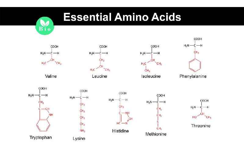 What are essential and nonessential amino acid give example