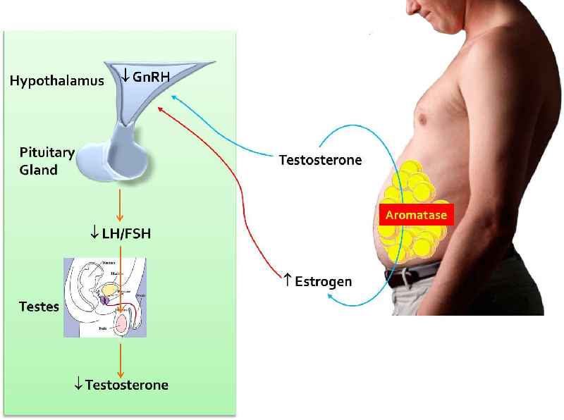 What are signs of low testosterone in males