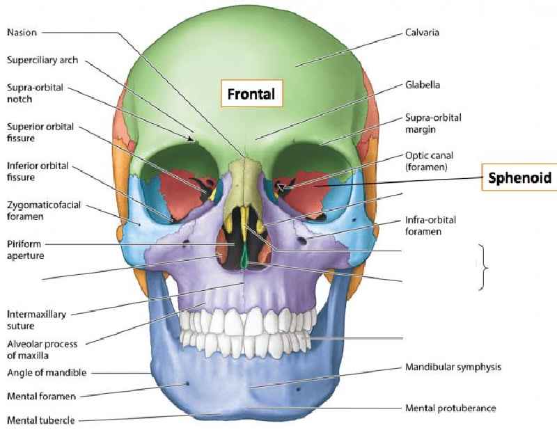What are the 14 facial bones quizlet