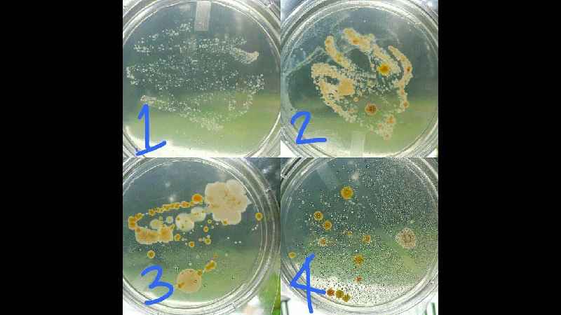 What are the 2 types of bacteria in cosmetology