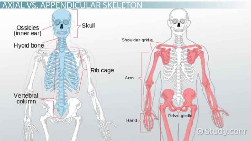 What are the 80 bones of the axial skeleton