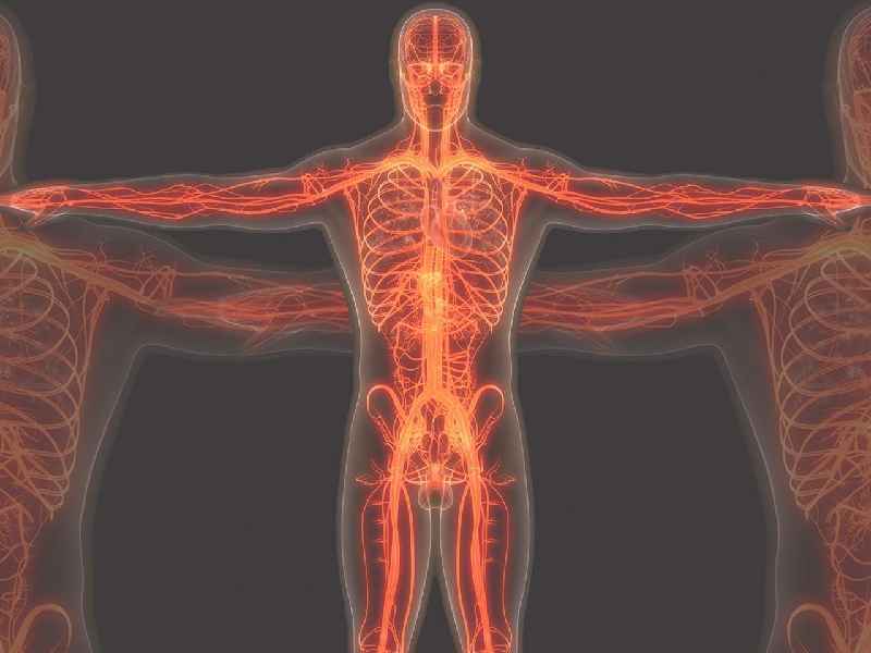 What are the functions of magnesium in the body