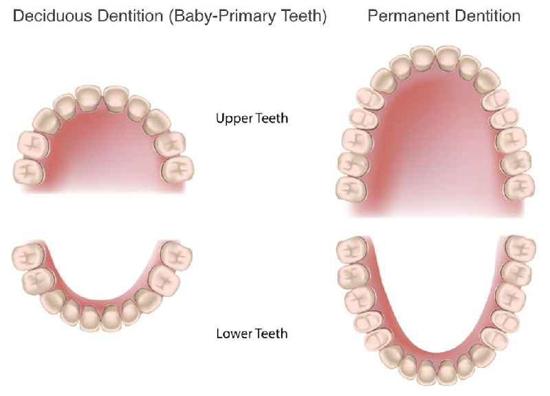 What are the six components of the dental hygiene process of care
