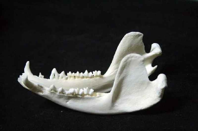What bones make lower jaw