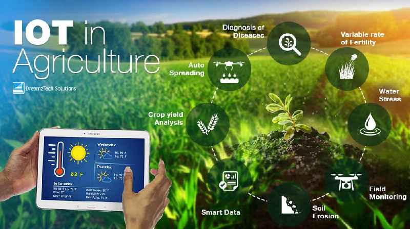 What does AI stand for in agriculture