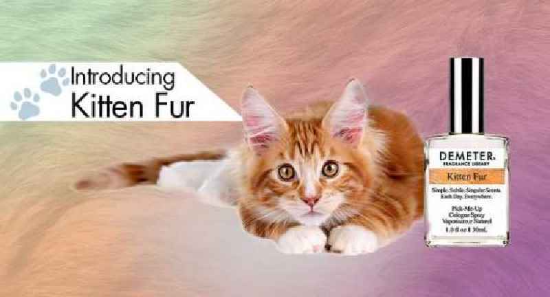 What does Demeter kitten fur smell like