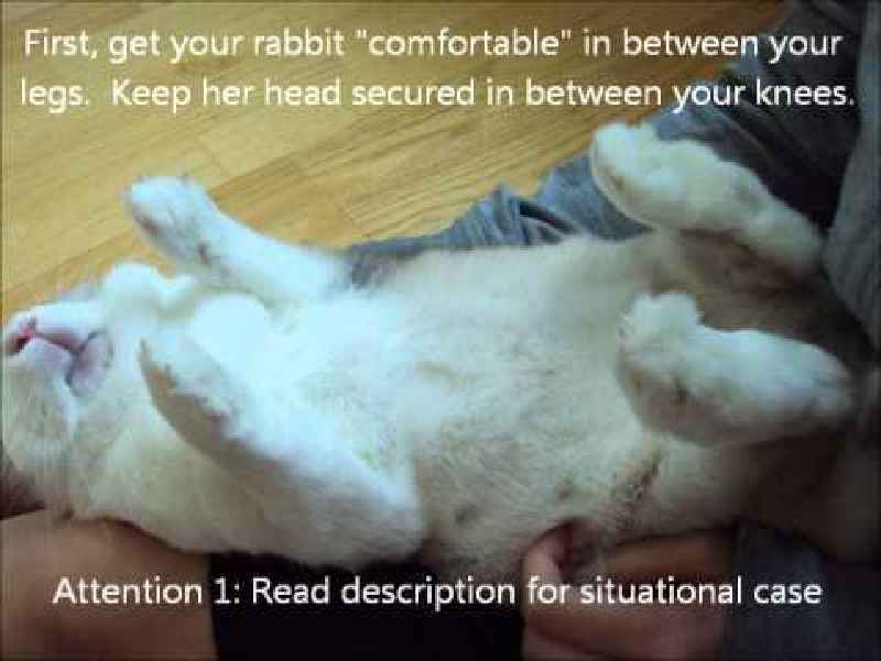 What happens if a rabbit's nails get too long