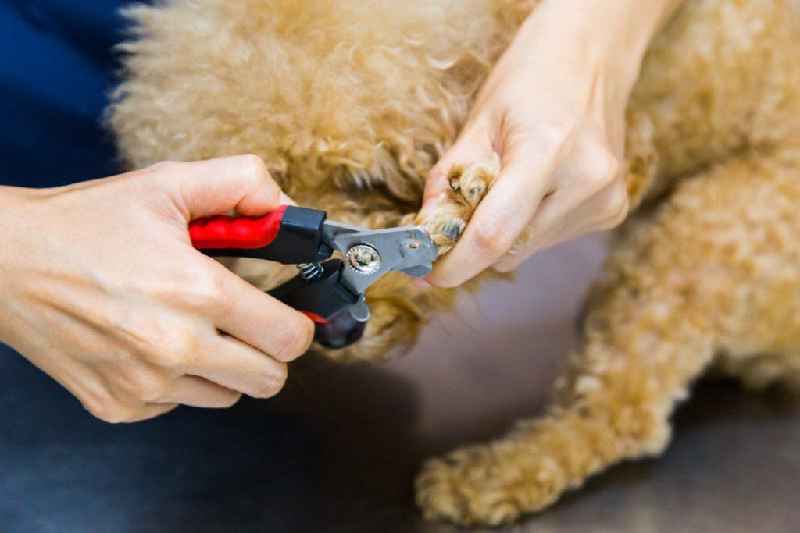 What happens if you cut a dog's nail too far