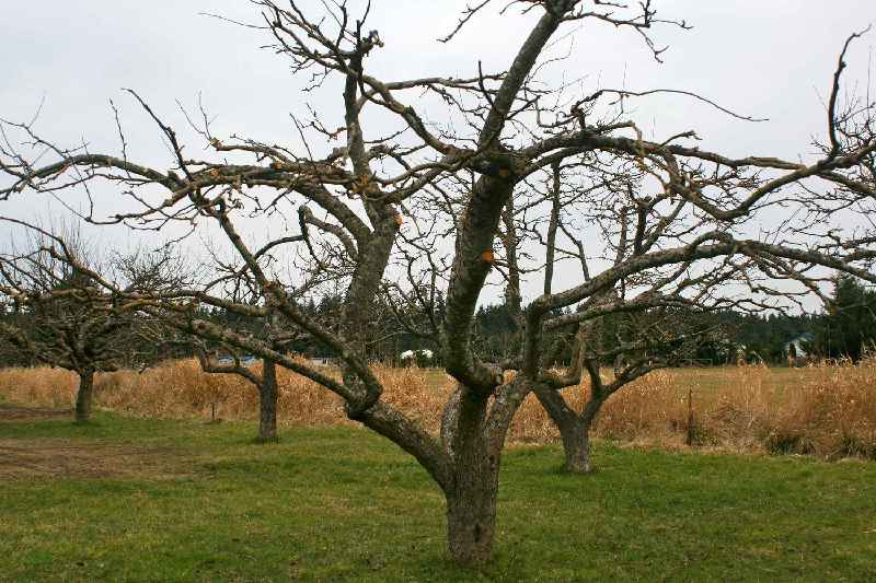 What happens if you prune apple trees in the summer