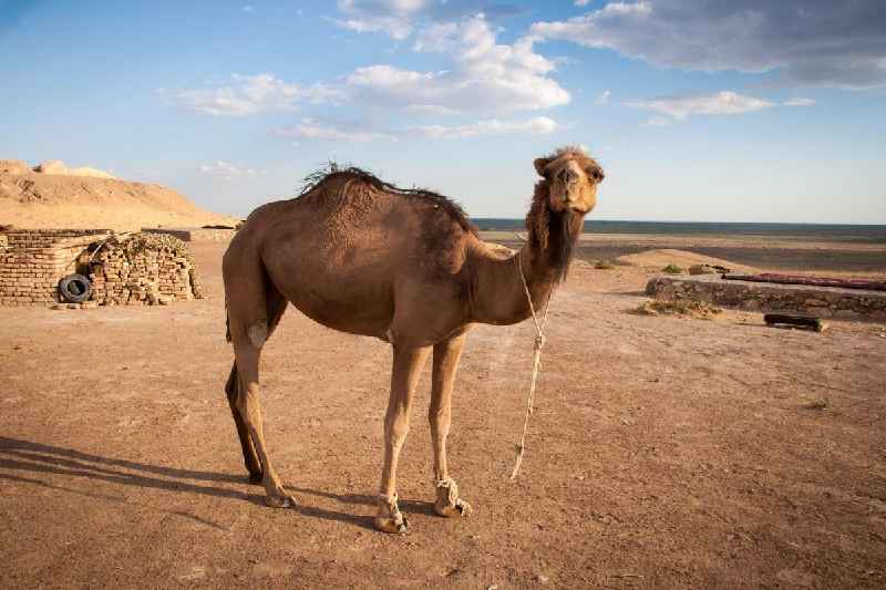 What is a camel with two humps called