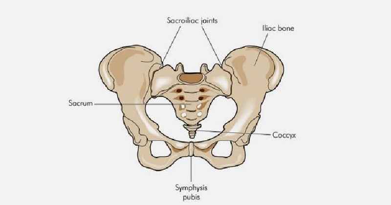 What is it called where your leg meets your pelvis