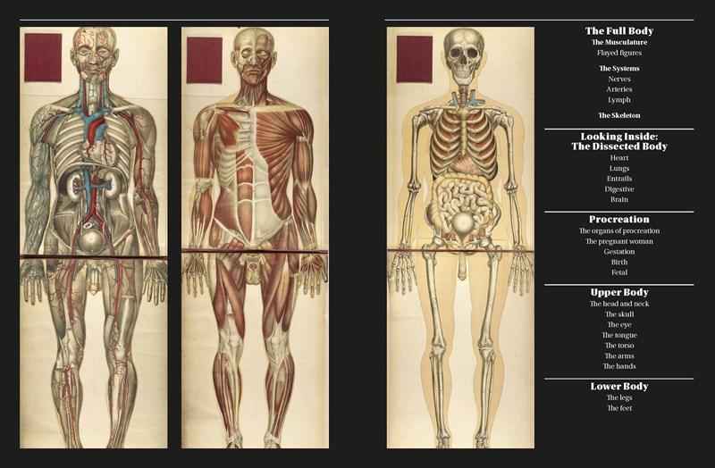 What is the art of the human body called