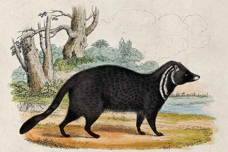 What is the difference between a civet cat and a skunk
