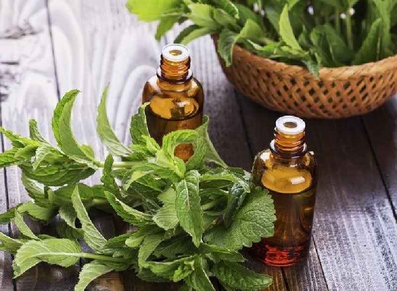 What is the longest lasting essential oil
