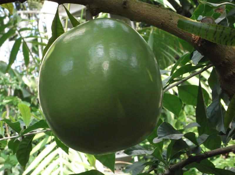 What is the miracle fruit that cures diabetes
