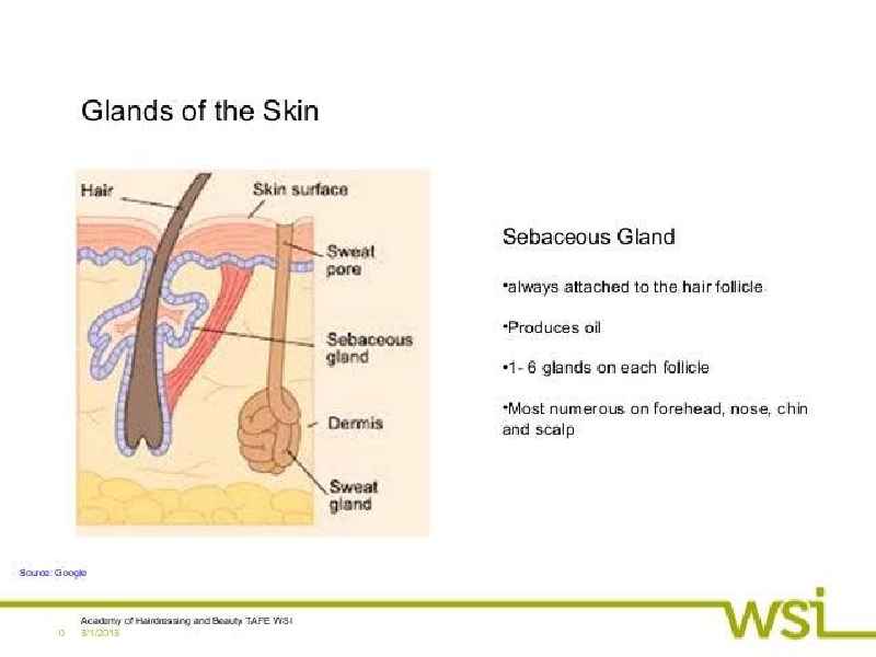 What is the purpose of sweat glands in our skin quizlet