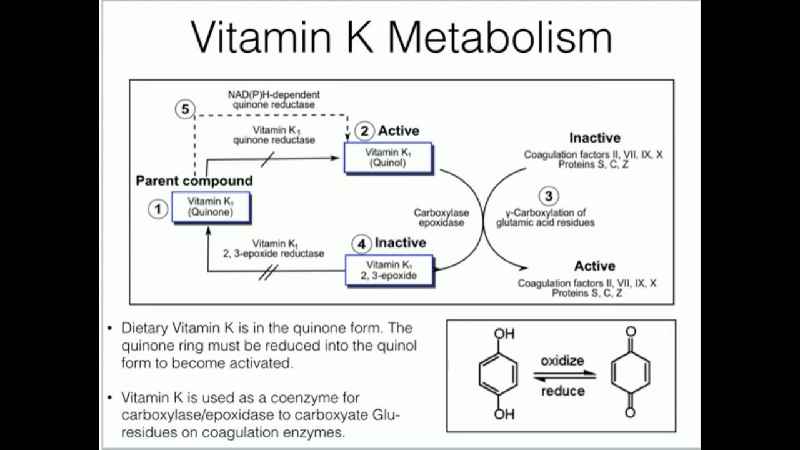 What is the role of vitamin K in blood clotting quizlet