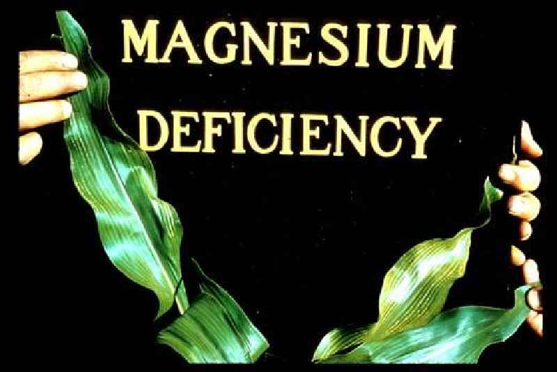 What is the toxicity level of magnesium