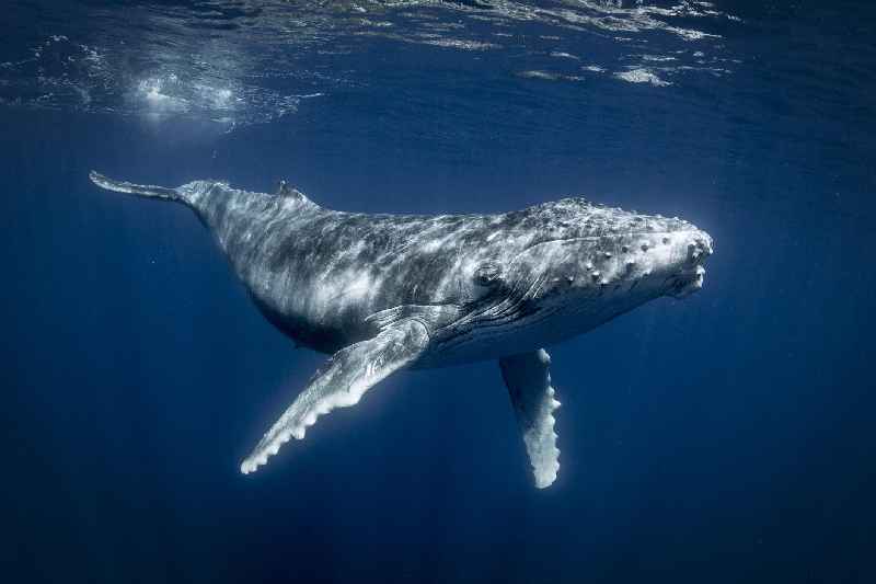 What is whale vomit worth