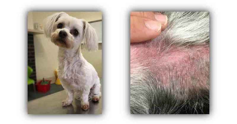 What medicine can I give my dog for hair loss