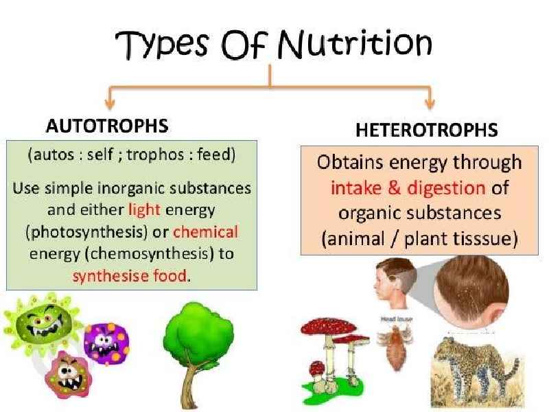 What's autotrophic nutrition