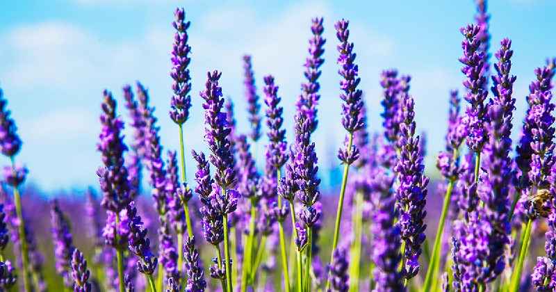 What scent family is lavender