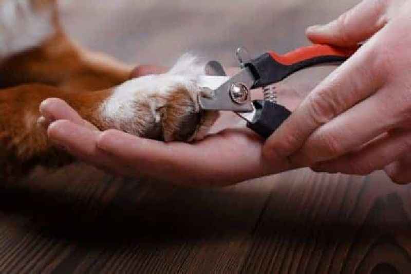 What to do when you cut your dog's nail too short and it bleeds